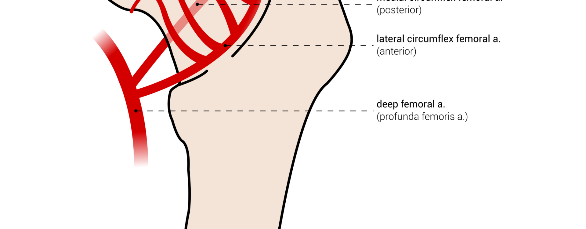 Femoral head blood supply