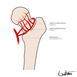 Femoral head blood supply